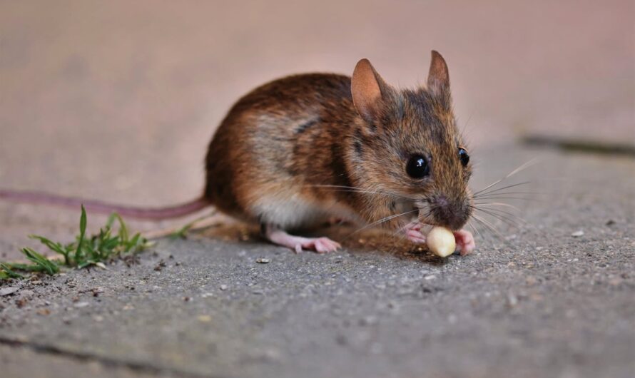 The Role of Rodent Control in Food Safety